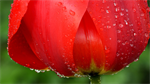 Fond d'cran gratuit de Fleurs - Tulipes numro 64782